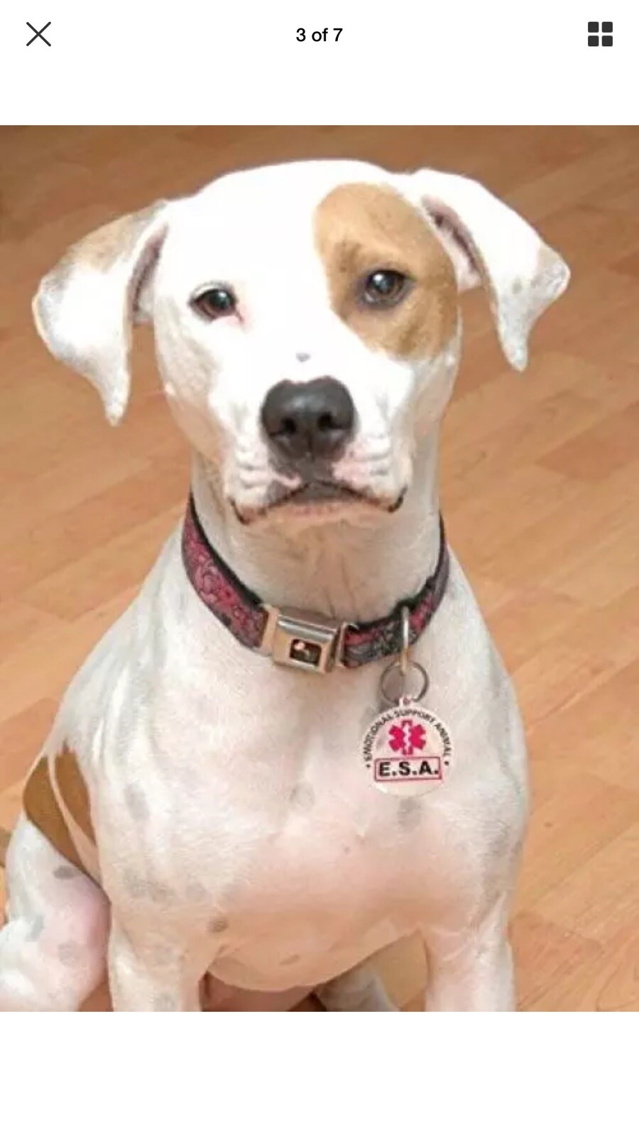 Official “Emotional Support Animal” ESA Round Hanging ID Tag – (B22)