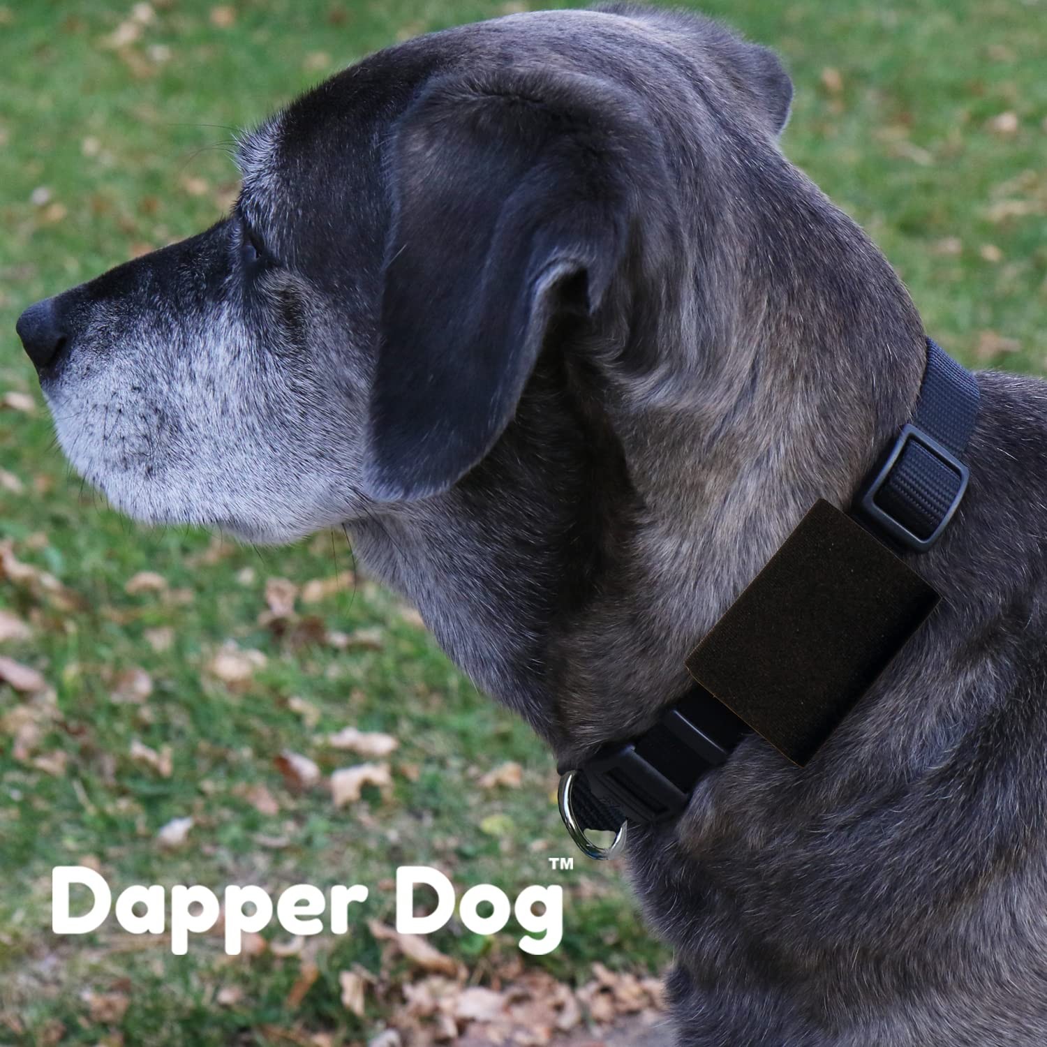 Dapper Dog Pet Tag Silencer and AirTag Holder Black