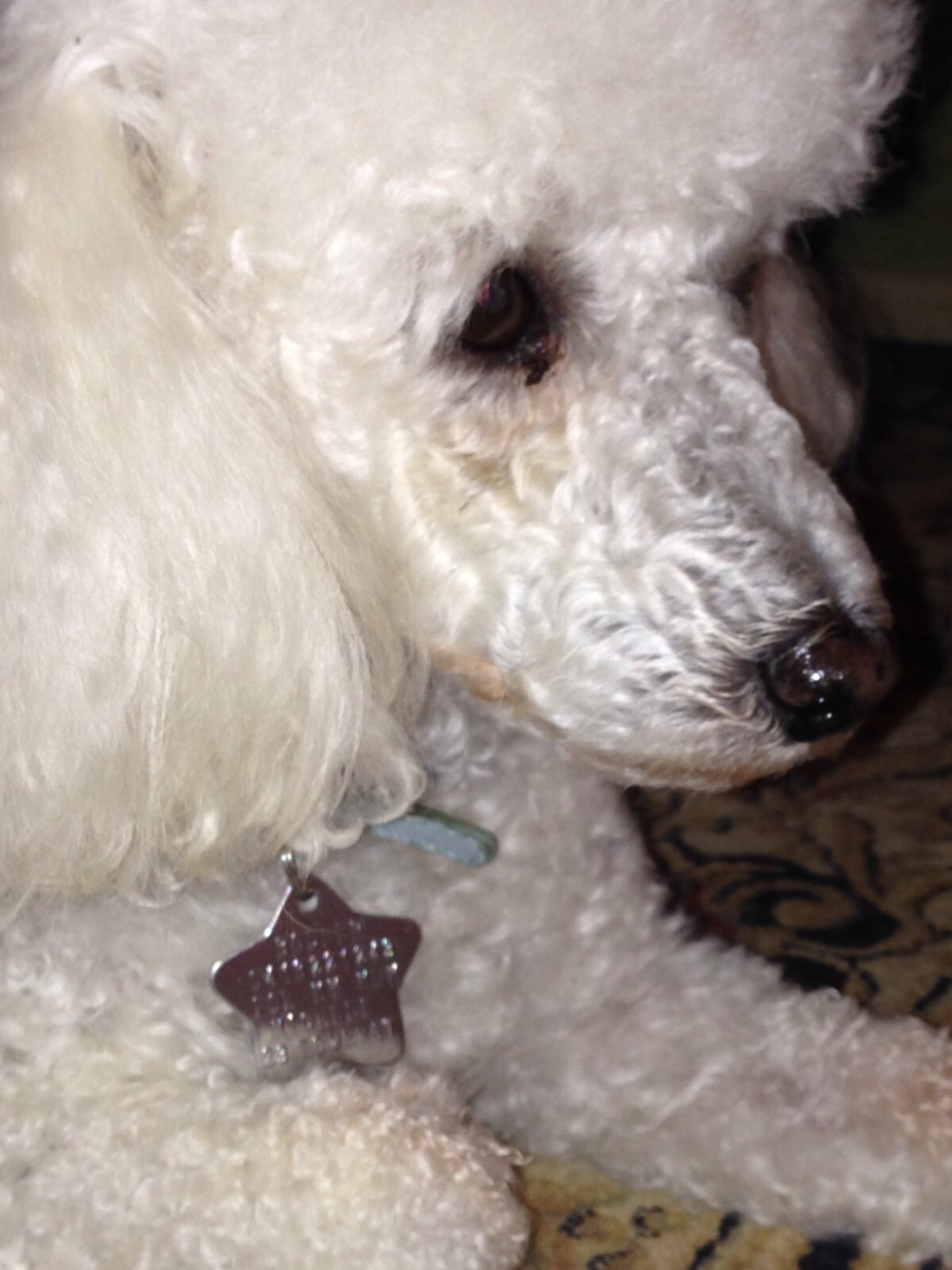 20 Blank Pet tag Shapes -Stainless Steel & Brass – Bulk Wholesale- Free Shipping