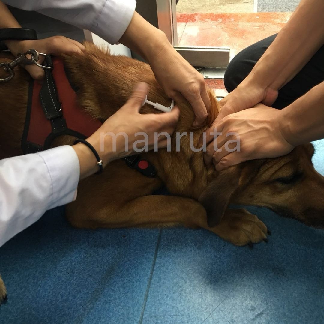 5 Pack Small Pet ID Microchip Dogs Cats ISO 11784 134.2Khz 15 Digit Number