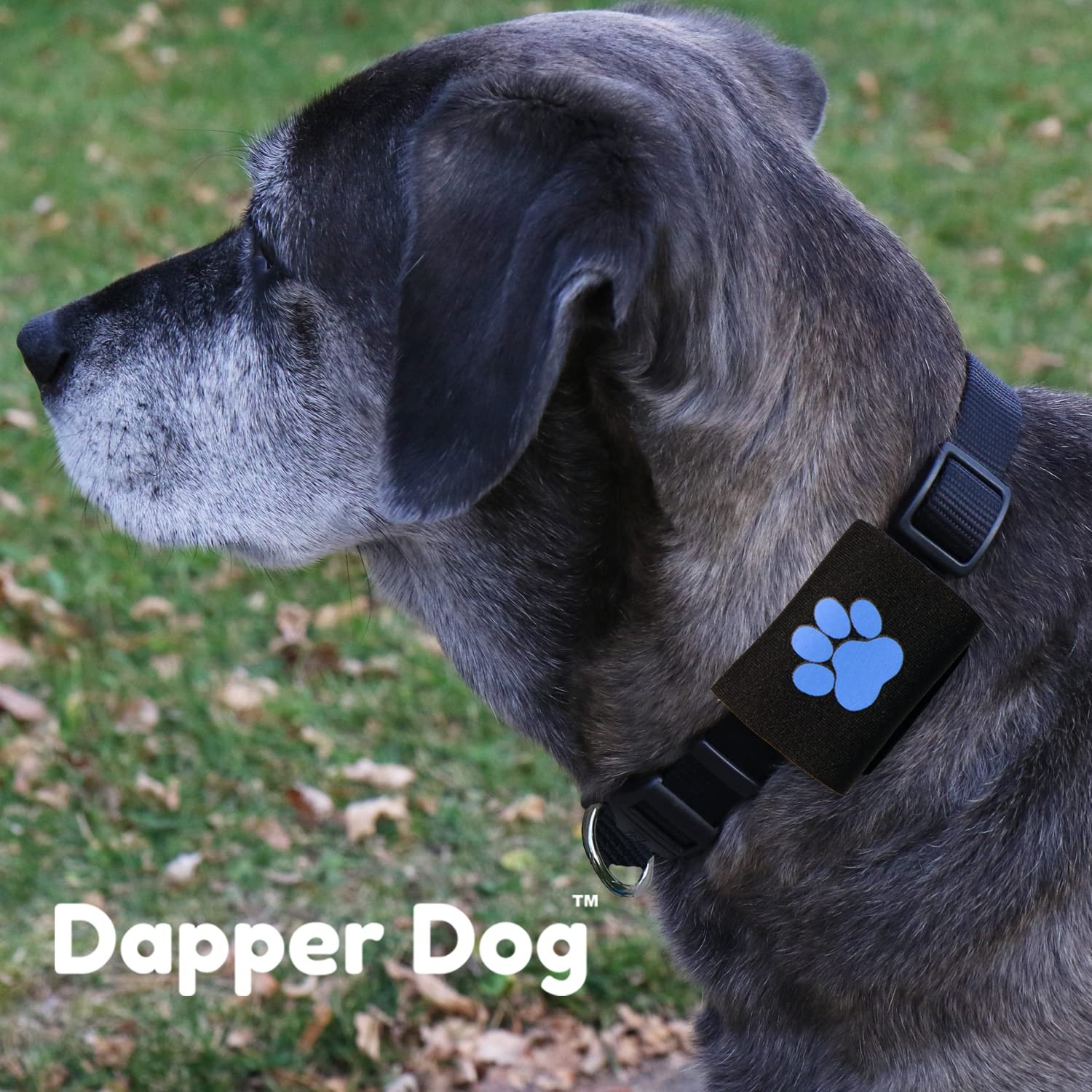 Dapper Dog Pet Tag Silencer and AirTag Holder (Black with Blue Paw)