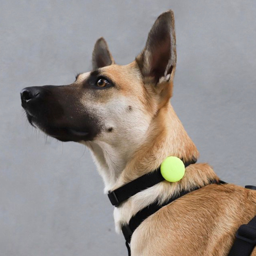 Zee.Dog AirTag Holder – Durable Silicone Protective Case | Pet Collar Attachment