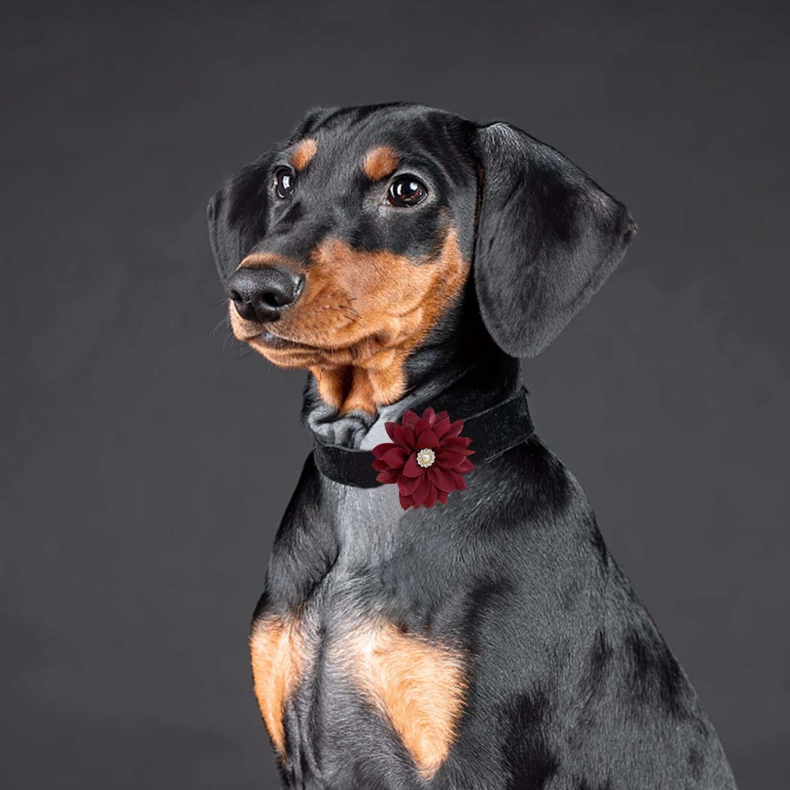IVIA PET Collar Flowers with Pearl, 20 Pcs Dog Bow Small, Multicolor